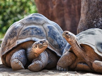 The Ecosystem of Turtles