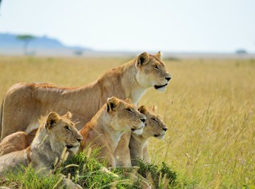 Difference Between Male & Female Lions | Sciencing