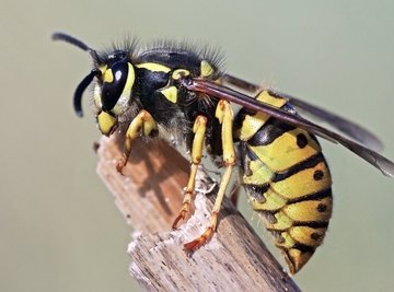 How To Identify Wasps & Bees