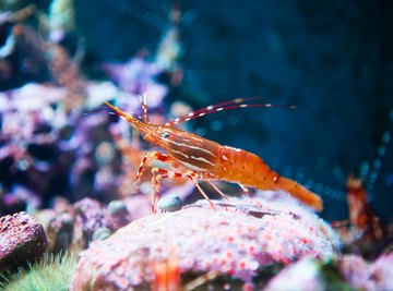 What Are Shrimps' Prey?