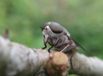 What Is a Blue-Tailed Fly?