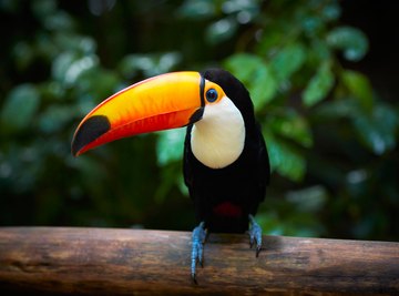 What Adaptations Enable Toco Toucans to Live