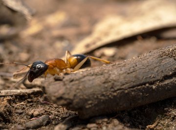 Insects That Eat Ants