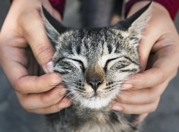 science experiments with cats