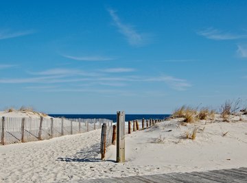 Types of Crabs on the New Jersey Shore