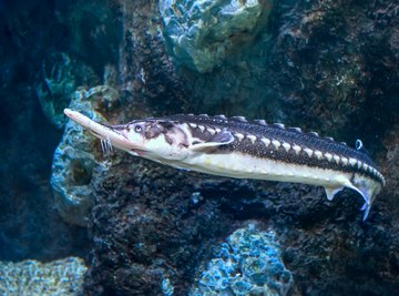 What Do Sturgeon Fish Eat?