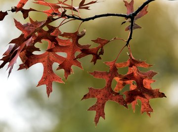 types of tree leaves