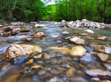 Elements of an Ecosystem