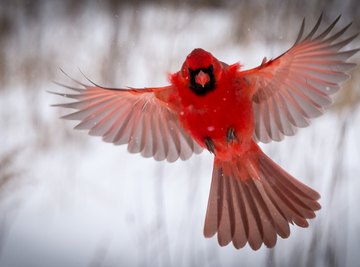 Measurements for Cardinal Birdhouses