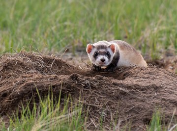 Adaptations of Black-Footed Ferrets