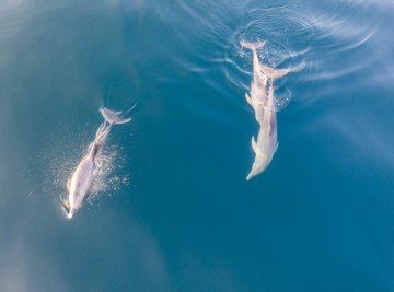 All About Dolphins