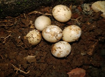 Which Reptiles Do Not Lay Eggs?