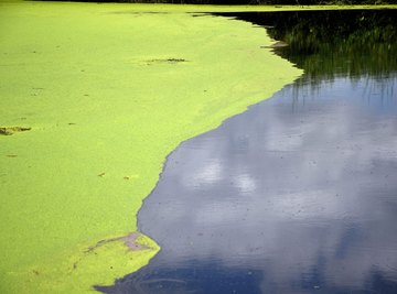 How Do Algae Reproduce