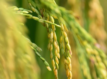 Golden rice has been a controversial crop.