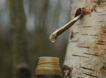 What Is Tree Sap Used For?