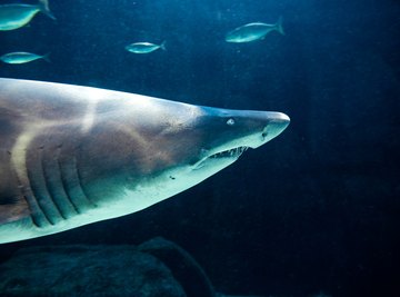 How to Identify Shark Teeth Found in South Carolina