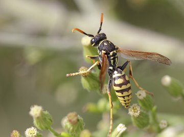 Types of Wasps That Are Very Aggressive