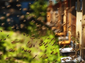 Robotic bees might help the environment.