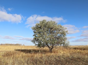 Differences Between Steppes & Savannas