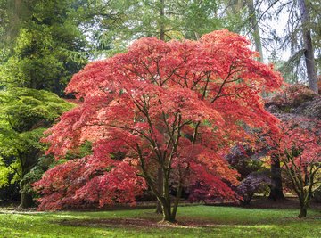 How Does a Japanese Maple Tree Carry Out Photosynthesis?