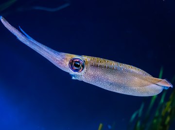 How to Determine Whether a Squid Is Male or Female