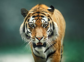 tiger animal