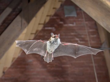 Science Projects on Echolocation