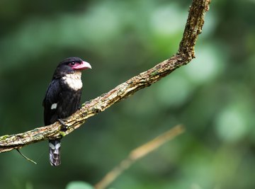 What Animals Live In The Taiga? - WorldAtlas