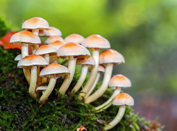 What Role Do Fungi Play in Food Chains
