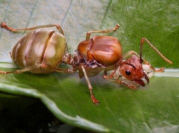 What Happens When a Queen Ant Dies