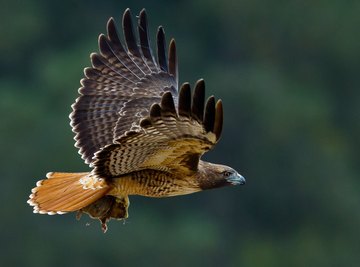 The Life Cycle of the Red-Tailed Hawk