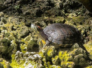 Proper Bait for Live Turtle Traps