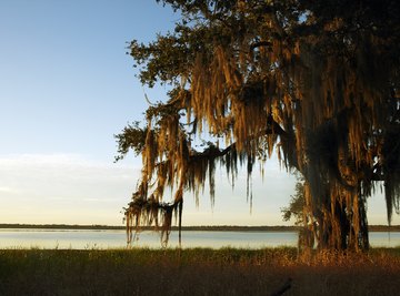 10 Fascinating Facts About Spanish Moss