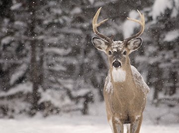 What to Feed Wild Deer