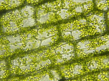 Shape of chloroplast in algae  Observing chloroplast in algae