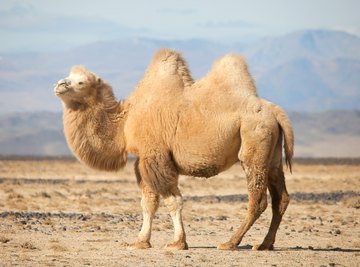 How Do Plants & Animals Adapt to the Desert?