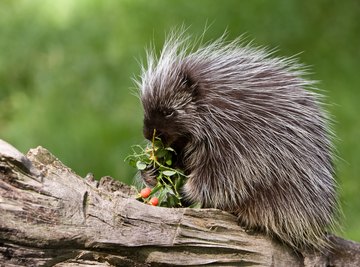 The Differences Between a Porcupine and a Hedgehog