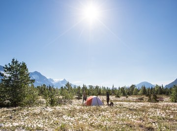 Limiting Factors in a Tundra