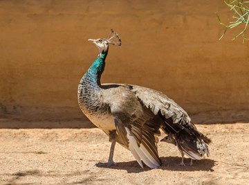 How to Tell a Male Peachick From a Female Peachick