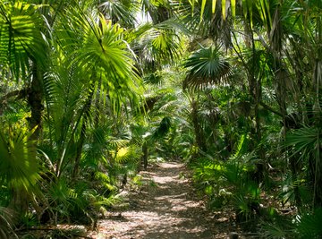 Tropical Rain Forest Adaptations of Plants & Animals