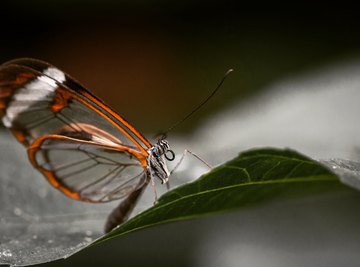 Facts About the Glasswing Butterfly