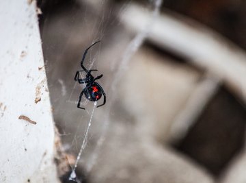 How To Tell The Difference Between Poisonous and Non-Poisonous Spiders