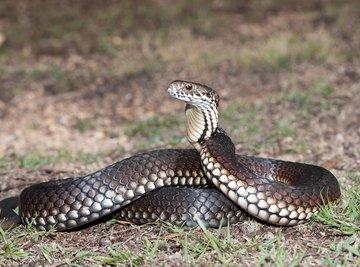 Copperhead Snakes in Upstate New York