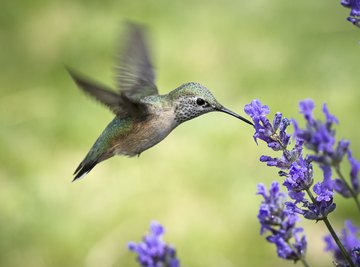 The Migration of Hummingbirds to South Florida