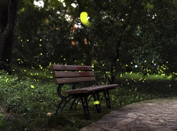 How Long Does a Firefly Live?