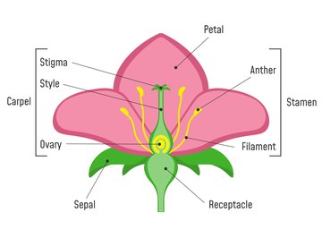 Parts of Flowers & What They Do | Sciencing