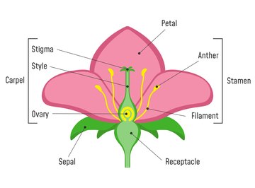 Parts of Flowers What They Do Sciencing