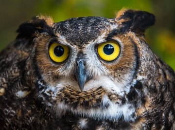 What Type of Owl Eats Snakes?