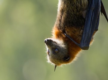 Bird-Bat-Mammal Net Replacement Parts