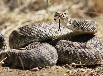 The rattles are perhaps the most defining feature of rattlesnakes.